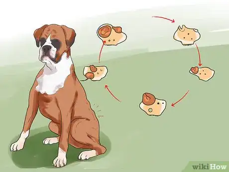 Imagen titulada Artificially Inseminate a Dog Step 7