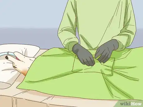 Imagen titulada Treat Spay Incontinence in Female Dogs Step 4