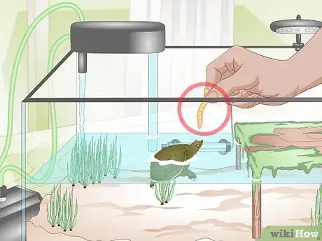 Imagen titulada Care for a Soft Shelled Turtle Step 13