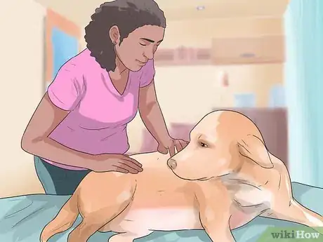 Imagen titulada Treat Neck Pain in Dogs Step 6