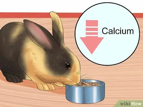 Imagen titulada Care For an Elderly Rabbit Step 6