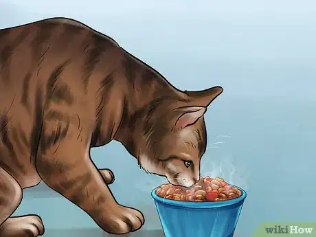Imagen titulada Treat a Cat With a Cold Step 4