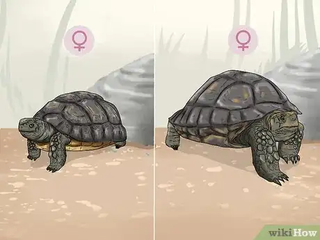 Imagen titulada Tell the Age of a Tortoise Step 3