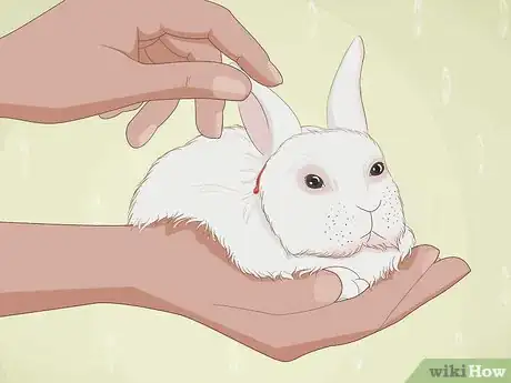 Imagen titulada Care for an Injured Rabbit Step 3