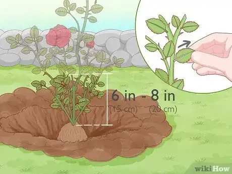 Imagen titulada Revive Roses Step 13