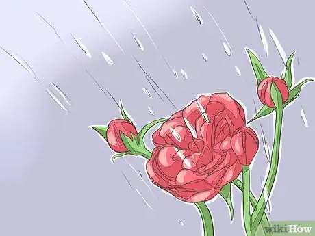 Imagen titulada Save a Dying Rose Bush Step 10