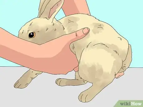 Imagen titulada Pick up a Rabbit Step 3