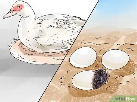 Imagen titulada Care for a Pet Duck Step 14