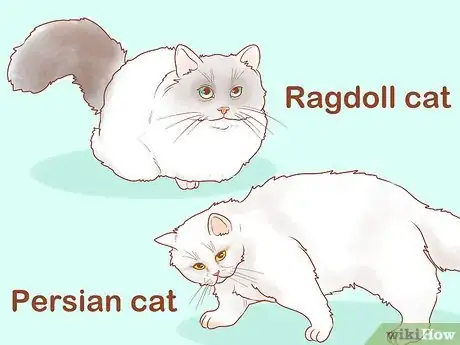 Imagen titulada Choose a Lap Cat Step 1