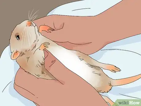 Imagen titulada Take Care of a Paralyzed Rat Step 14