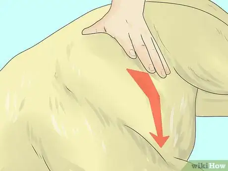 Imagen titulada Relieve Hip Pain in Dogs Step 5