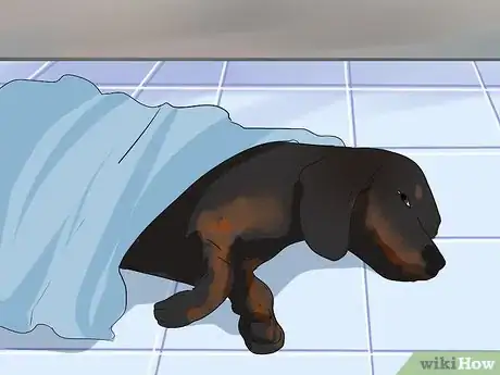 Imagen titulada Comfort Your Sick Dog Step 9