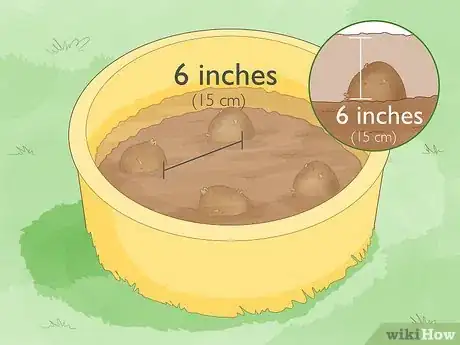 Imagen titulada Grow Potatoes from Potatoes Step 10