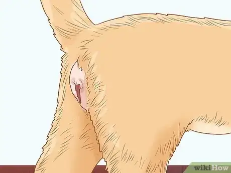 Imagen titulada Diagnose and Treat Anal Gland Disease in Cats Step 3