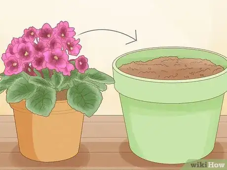 Imagen titulada Repot African Violets Step 1