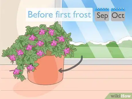Imagen titulada Care for Fuchsia Step 9