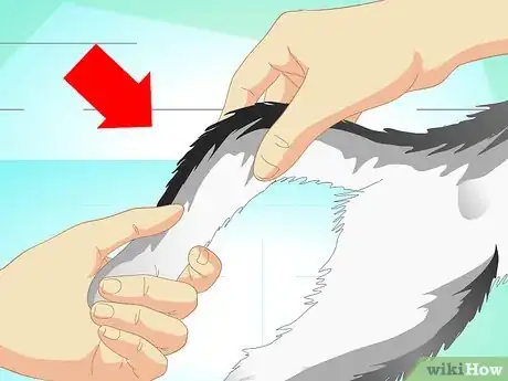 Imagen titulada Treat a Cat's Broken Tail Step 2