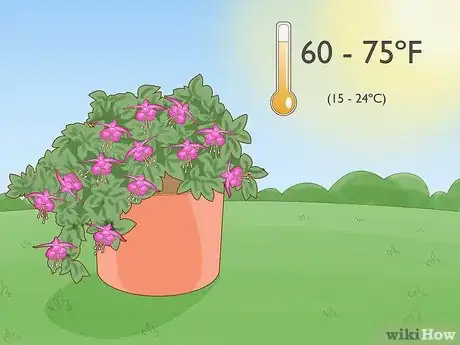 Imagen titulada Care for Fuchsia Step 8