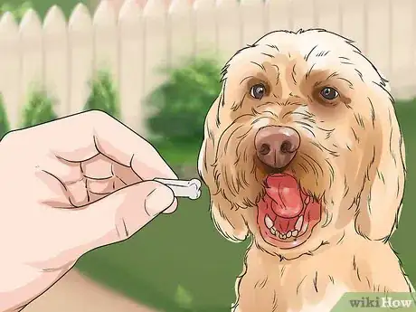 Imagen titulada Train Goldendoodles Step 3