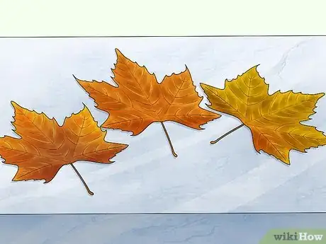 Imagen titulada Preserve Fall Leaves Step 17
