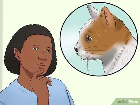Imagen titulada Care for an FIV Infected Cat Step 14