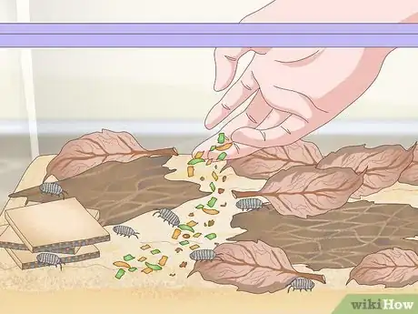 Imagen titulada Breed Isopods Step 7