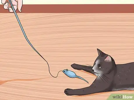 Imagen titulada Care for Indoor Cats Step 12
