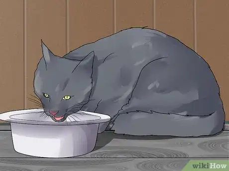 Imagen titulada Treat Ear Haematomas in Cats Step 8