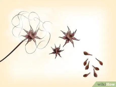 Imagen titulada Propagate Clematis Step 3