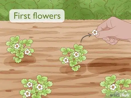 Imagen titulada Grow Strawberries Step 19
