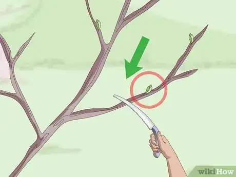 Imagen titulada Root Trees Step 4