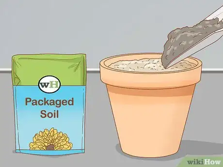 Imagen titulada Propagate Bougainvillea Step 4
