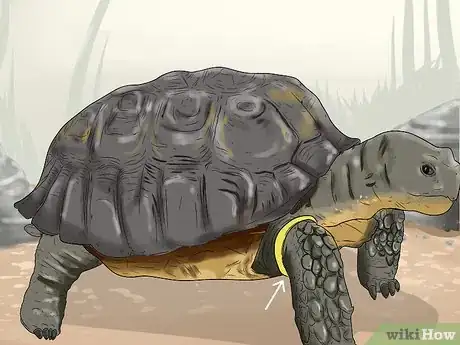 Imagen titulada Tell the Age of a Tortoise Step 7