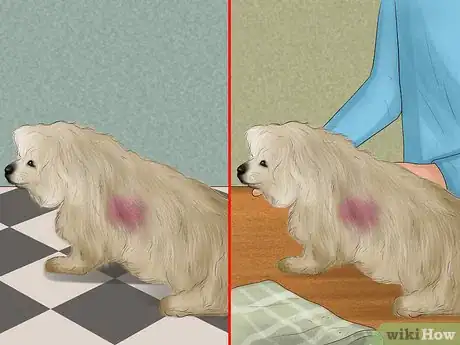 Imagen titulada Stop a Dog from Bleeding Step 1