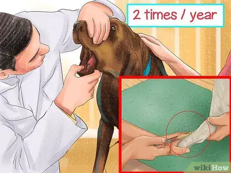 Imagen titulada Diagnose Liver Disease in Older Dogs Step 8