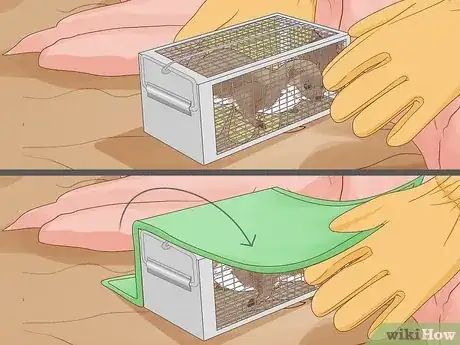 Imagen titulada Catch Weasels Step 8
