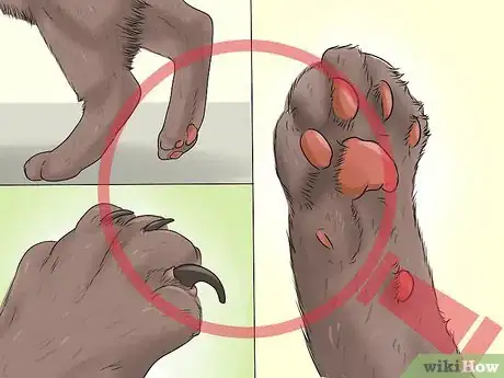 Imagen titulada Treat a Limping Cat Step 13