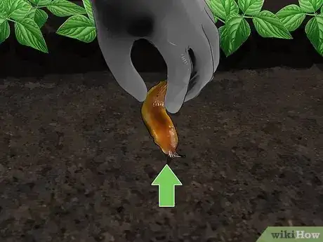 Imagen titulada Does Salt Kill Slugs Step 4