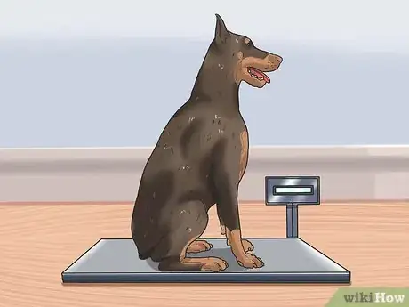 Imagen titulada Calculate Dog Years Step 10
