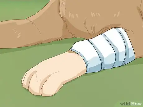 Imagen titulada Help Your Dog Recover from Surgery Step 15