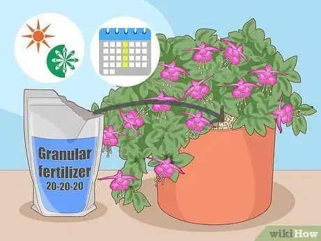 Imagen titulada Care for Fuchsia Step 5