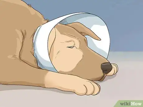 Imagen titulada Help Your Dog Recover from Surgery Step 14