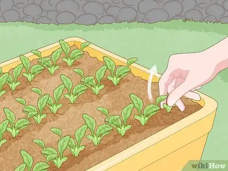 Imagen titulada Grow Baby Spinach Step 13