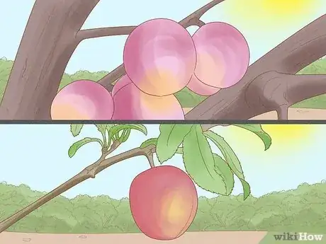 Imagen titulada Harvest Plums Step 3