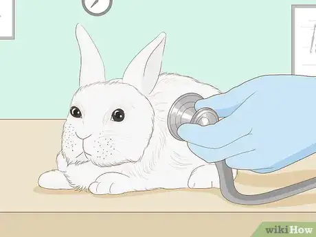 Imagen titulada Care for an Injured Rabbit Step 4