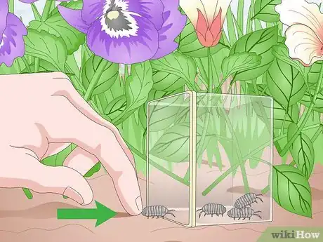 Imagen titulada Breed Isopods Step 5