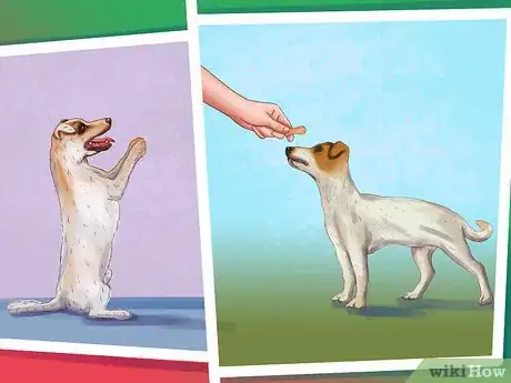 Imagen titulada Care for a Jack Russell Step 8