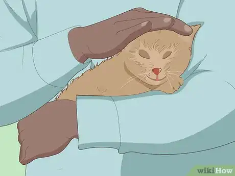 Imagen titulada Catch a Stray Kitten Step 7