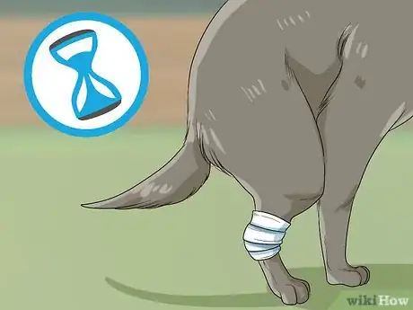 Imagen titulada Help Your Dog Recover from Surgery Step 22