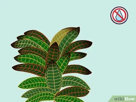 Imagen titulada Care for a Croton Plant Step 13